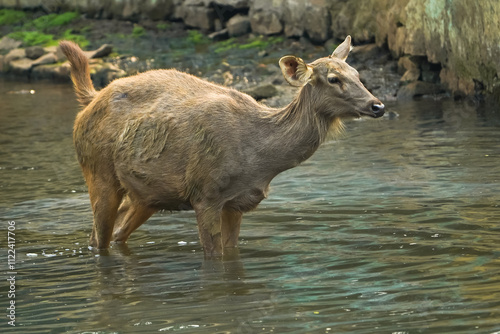 Deer in Water Stream, Wild Deer in Natural Habitat, Sambar Deer Wading, Wildlife in River Scene, Deer Standing in Water, Tranquil Deer in Stream, Nature Wildlife Photography. 

 photo