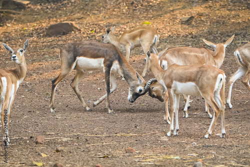 Blackbuck Calves Locking Horns, Playful Antelope Interaction, Young Blackbucks Sparring, Wildlife Action Scene of Blackbucks, Wildlife Behavior of Antelope Calves Stock Photo.. photo