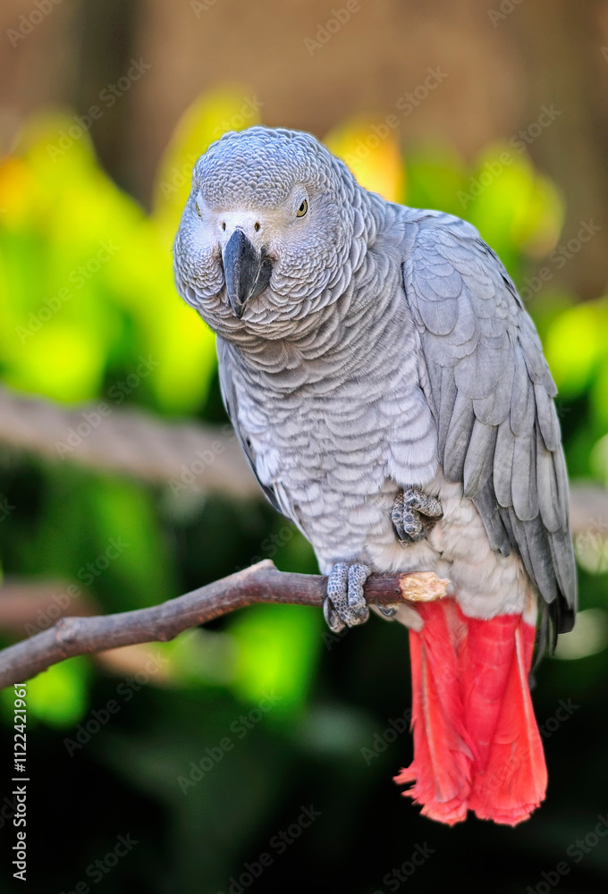 Obraz premium African Grey Parrot _WCC_0113