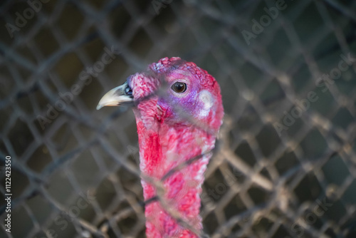 Close-up of a Caged Turkey, Vibrant Red Turkey Behind Fence, Red and Purple Turkey Close-Up, Intense Turkey Eye Through Fence, Captive Turkey in Natural Light Stock Photo.
 photo