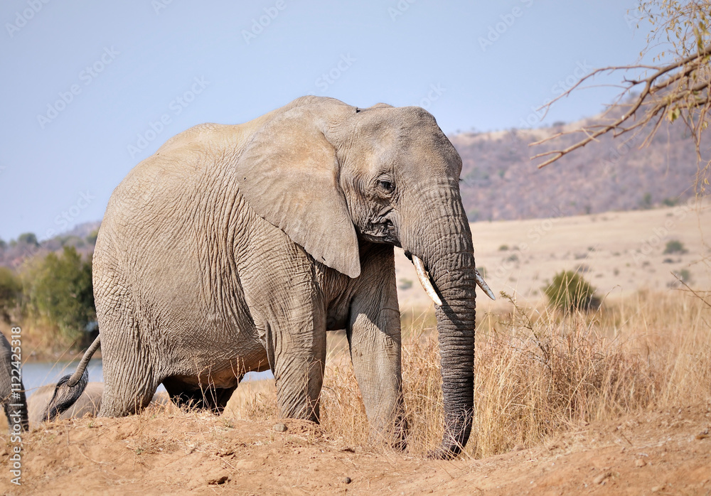 Fototapeta premium Young Male Elephant _WCC_1350