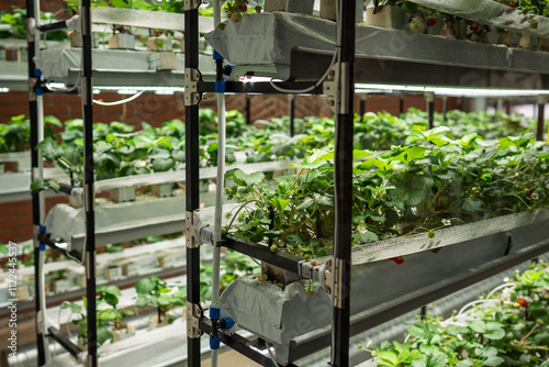 Strawberry cultivation in greenhouse using hydroponic method. Mini-farm for growing strawberries indoors in artificial substrate. Industrial food production of Fragaria Polka in hothouse photo