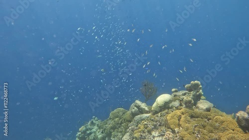 coral reef in the caribbean