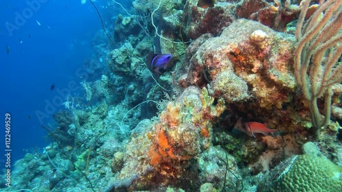 coral reef in the caribbean