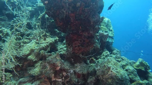 coral reef in the caribbean