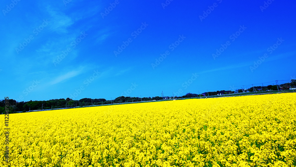 Obraz premium 絶景の菜の花畑