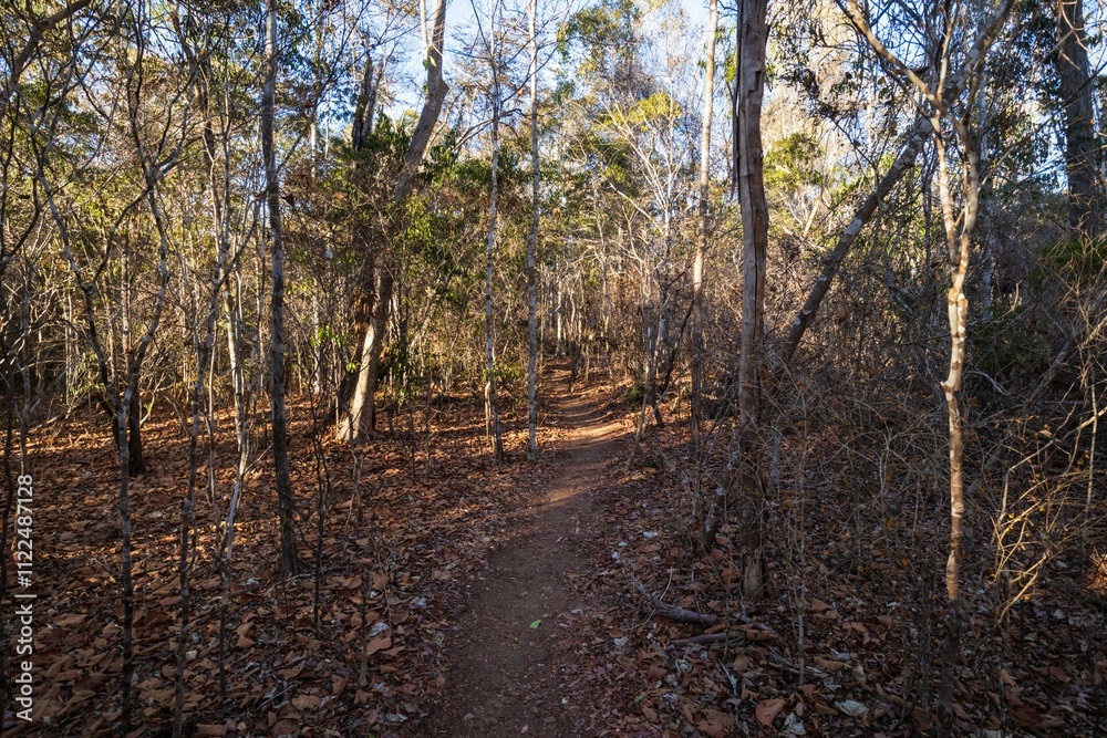 Fototapeta premium Serene Forest Pathway Through the Autumn Woods, Kirindy Forest, Madagascar