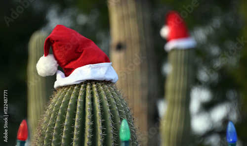 Saguaro cactus with santa hat in Arizona