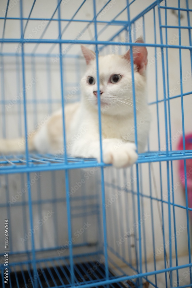 Obraz premium cat in cage