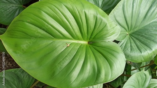 beautiful nature background: Homalomena leaves photo