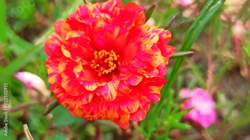 Portulaca grandiflora in the garden