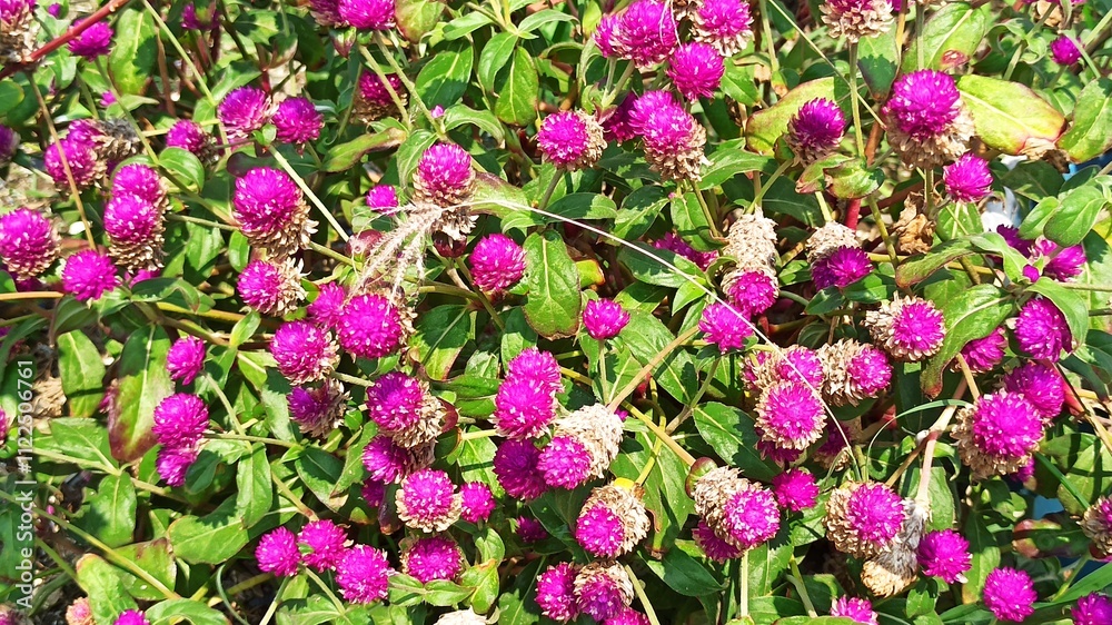 Obraz premium Gomphrena globosa in the garden