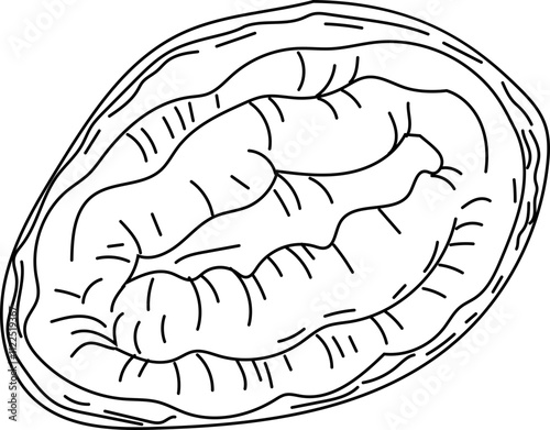 Line Drawing of an Abalone Shell. photo