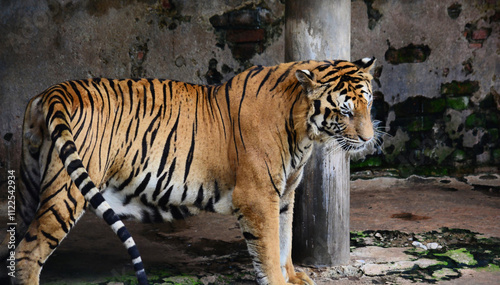 Tiger Dehiwala Zoo Sri Lanka, Majestic Tiger in a Rustic Setting photo