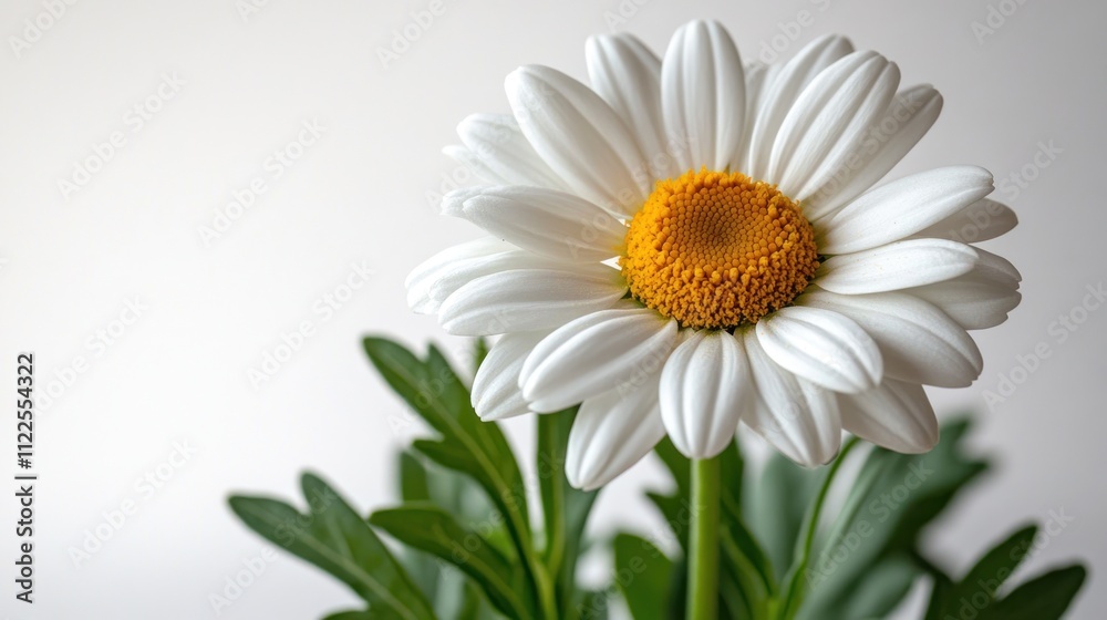 Fototapeta premium Single white daisy with yellow center and green leaves against a white background.