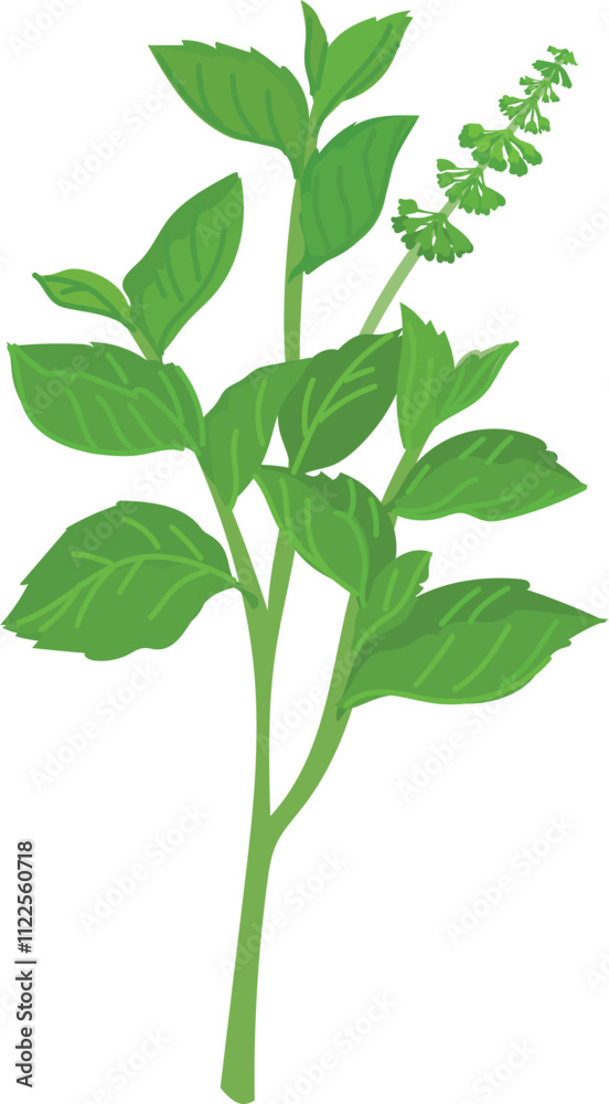 Obraz premium Holy Basil Plant Vector Illustration.