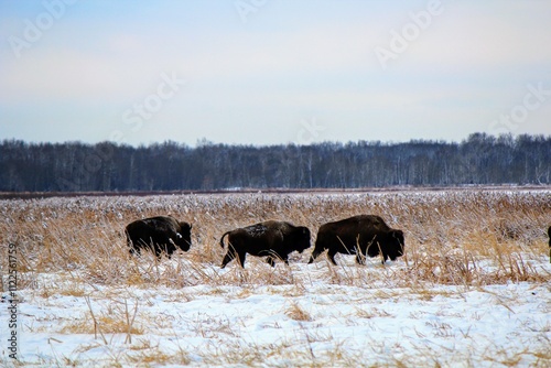 Buffalo roaming the plains in Elk Island National Park, outside of Edmonton, on a cold winter day