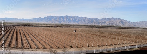 Canvas Print A panorama view of the vineyards in Yinchuan, Ningxia, China -- the grape vines