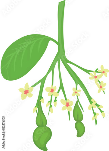 Illustration of cashew nuts branch featuring green leaves, yellow flowers, and developing pods.