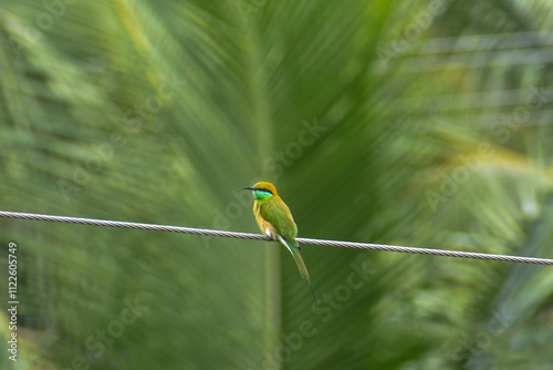 green winged macaw