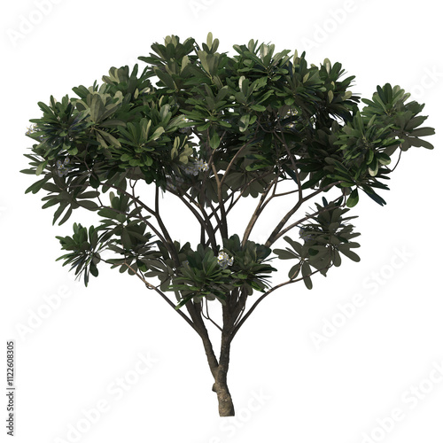 Frangipagi, kamboja, plumeria, evergreen, small tree, bush, light for daylight, easy to use, 3d render, isolated