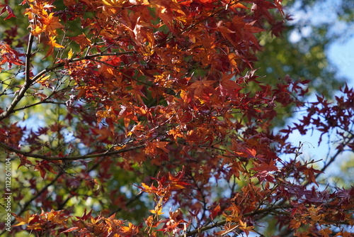 red autumn leaves in Ueno