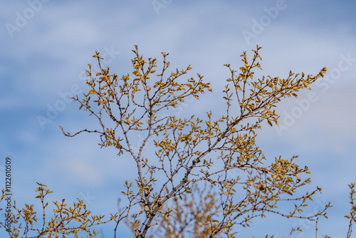 Larrea tridentata, creosote bush and greasewood as a plant, chaparral, Colorado Desert section of the Sonoran Desert. Pinto Basin Rd, Joshua Tree National Park， California photo