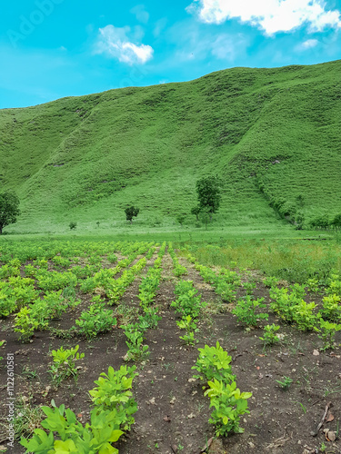 A scenic hilly landscape showcasing the beauty of lush green grass, photo