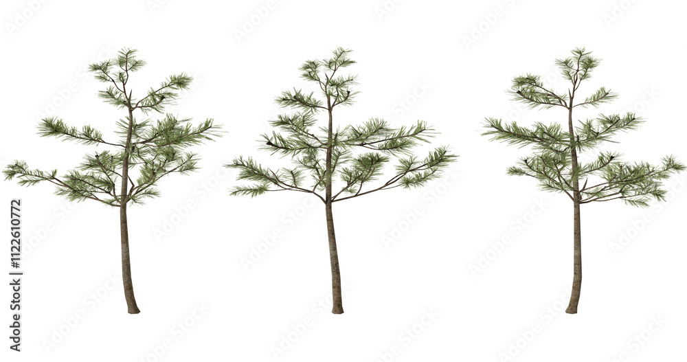 Obraz premium Three Pine Trees, 3D Render