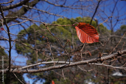 red leaf on a tree in Tokyo