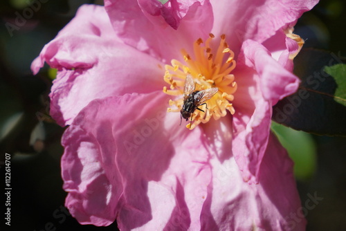 small fly on a pink flower