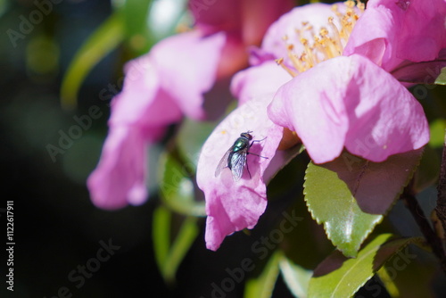 tiny bug on a pink flower