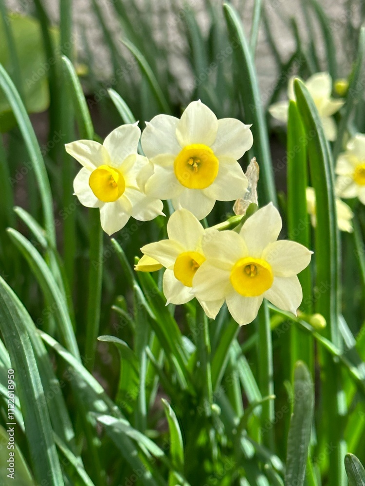 Obraz premium Flowers