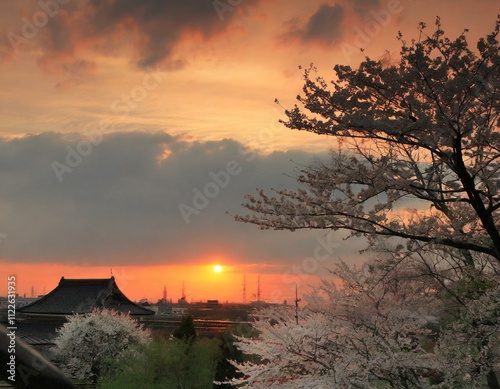 夕日に照らされる桜 photo