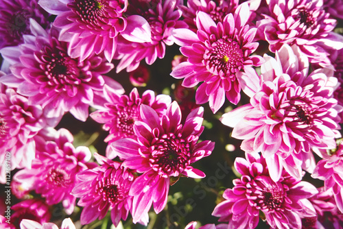 Close up of bouquet pink chrysanthemum flowers growing in the garden.