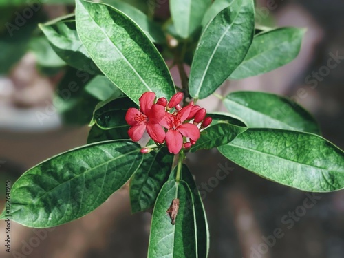 Photography This is a red colour beautifull flower i don't know exactly name of this but i g