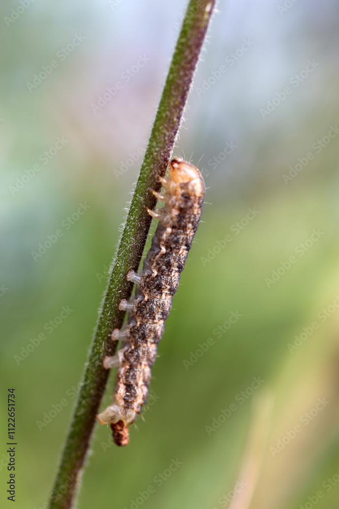 Fototapeta premium Caterpillar - Larval stage of Hadena rivularis on a Silene plant - Lepidoptera