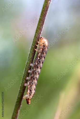 Caterpillar - Larval stage of Hadena rivularis on a Silene plant - Lepidoptera photo