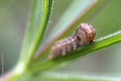 Caterpillar - Larval stage of Hadena rivularis on a Silene plant - Lepidoptera photo