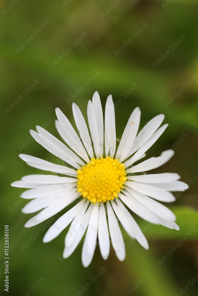 Leucanthemum vulgare inflorescence - ox-eye daisy - oxeye daisy -Chrysanthemum leucanthemum - Asteraceae