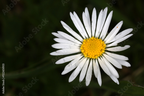 Leucanthemum vulgare inflorescence - ox-eye daisy - oxeye daisy -Chrysanthemum leucanthemum - Asteraceae photo