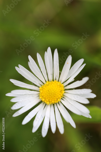 Obraz na płótnie Leucanthemum vulgare inflorescence - ox-eye daisy - oxeye daisy -Chrysanthemum leucanthemum - Asteraceae w salonie