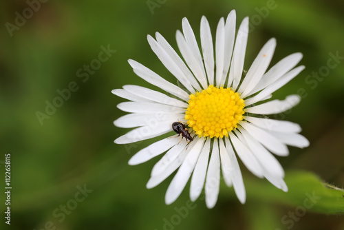 Orius niger on Leucanthemum vulgare inflorescence - ox-eye daisy - oxeye daisy -Chrysanthemum leucanthemum - Asteraceae - Heteroptera photo