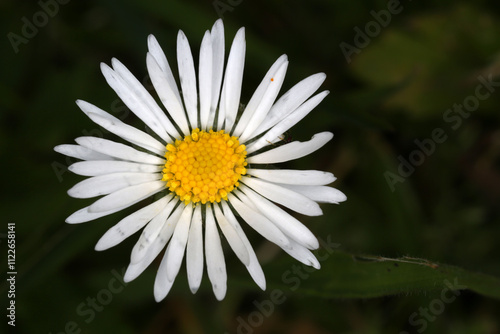 Leucanthemum vulgare inflorescence - ox-eye daisy - oxeye daisy -Chrysanthemum leucanthemum - Asteraceae