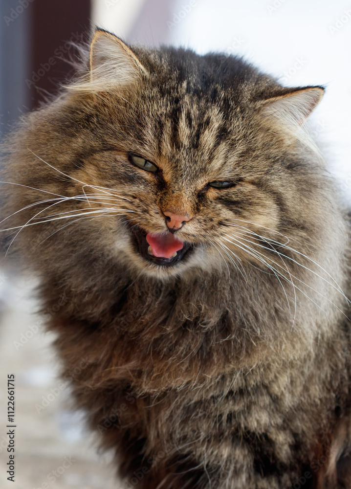 Fototapeta premium A cat with a long, fluffy tail and a mouth open wide