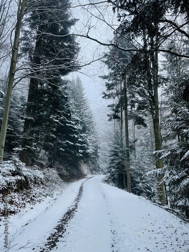 Snowy winter in the forest