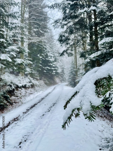 Snowy winter in the forest
