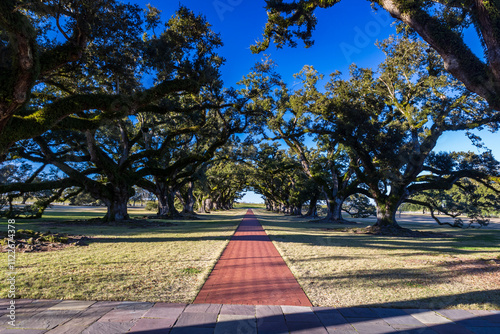 Evening at the Oak Alley Plantation