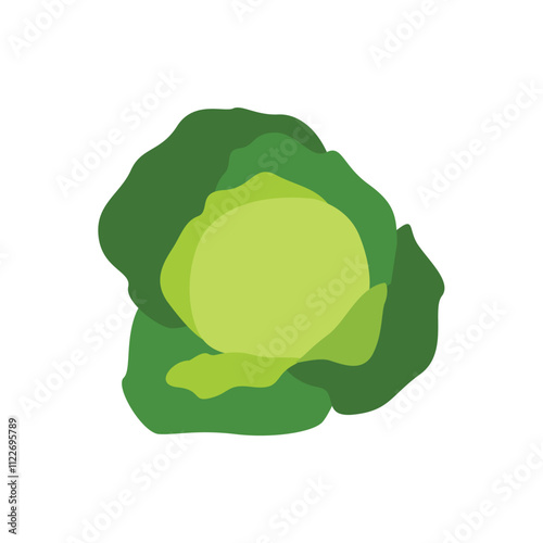 Vector Illustration of Fresh Green Cabbage