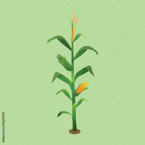 Vector Illustration of Corn Plant and Cobs